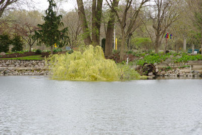 Scenic view of river in forest