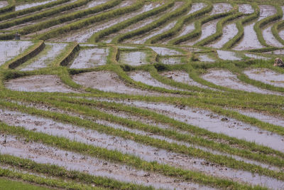 High angle view of rice field