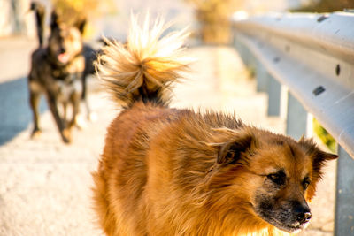 Close-up of a dog looking away