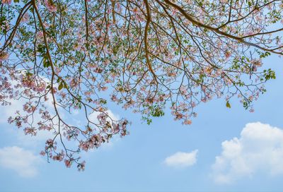 Low angle view of cherry tree against blue sky