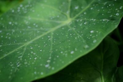 Close-up of wet leaves on rainy day