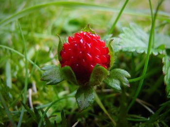 Close-up of strawberry on plant