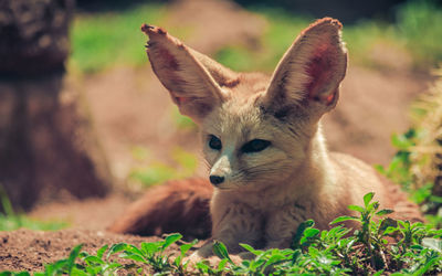 Portrait of a cat on field