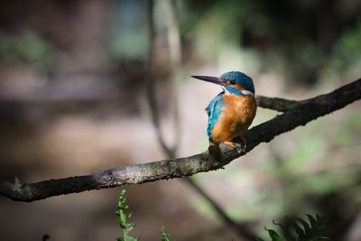 Bird perching on branch