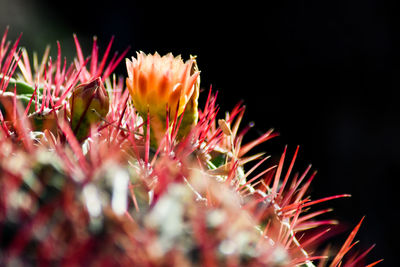 Close-up of pink flowering plants at night