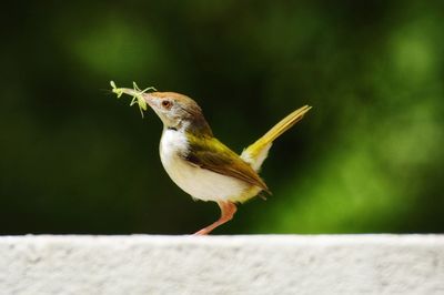 Close-up of bird perching