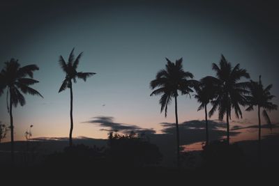 Low angle view of silhouette palm trees against sky