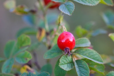 Close-up of tomato growing on tree