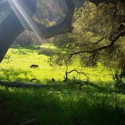 Close-up of grass and trees against sky