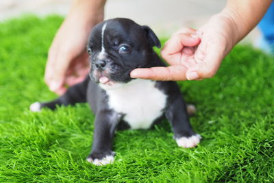 Man with dog on grass