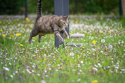 Cat sitting on a field