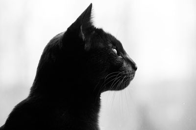 Close-up of black cat