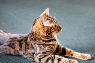 Close-up of a cat looking away