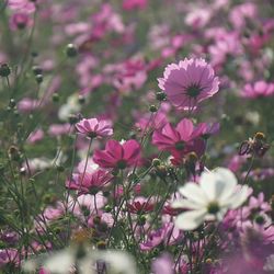 Close-up of pink flowers blooming outdoors