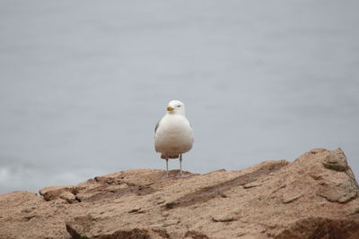 Seagull perching on rock