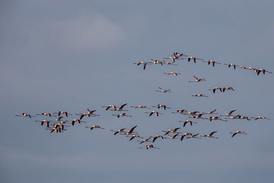 Birds flying in the sky