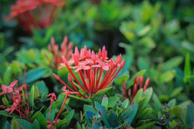 Close-up of pink flowering plant