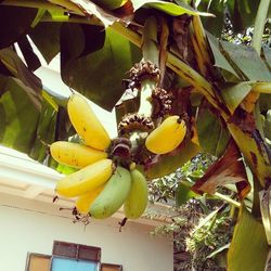 Low angle view of fruits on tree