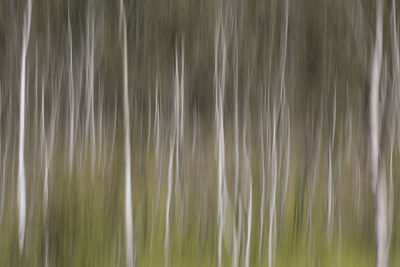 Full frame shot of trees growing on field