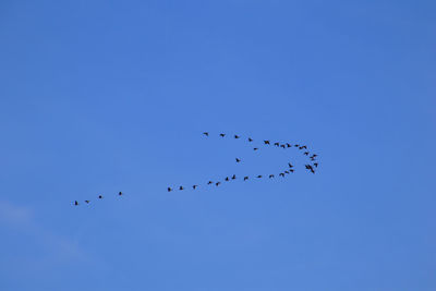 Low angle view of birds flying in sky