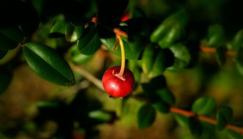 Close-up of red berries on tree