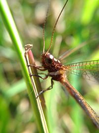 Close-up of dragonfly on plant