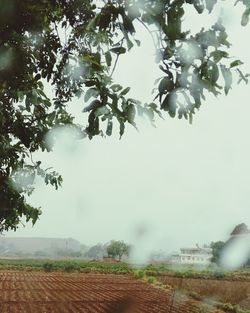 Trees on field against cloudy sky