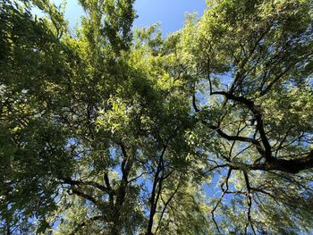 Low angle view of tree against sky