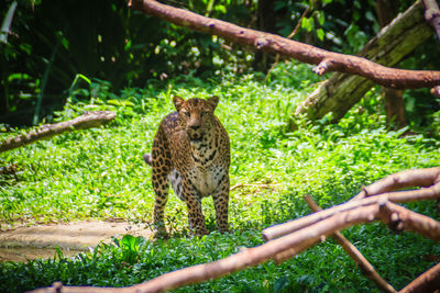 Tiger in zoo