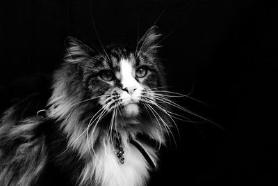 Close-up of cat against black background