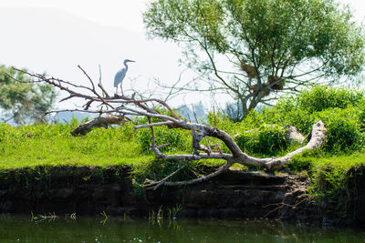 Bird perching on a tree