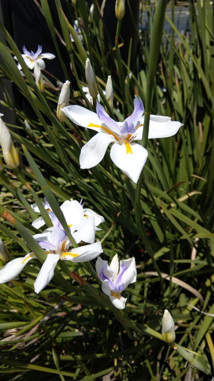 HIGH ANGLE VIEW OF WHITE CROCUS FLOWER