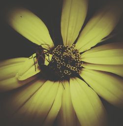 Close-up of yellow flower