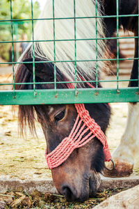 Close-up of a horse on field