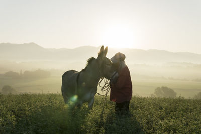 Italy, tuscany, borgo san lorenzo, senior man standing with donkey in field at sunrise above rural landscape