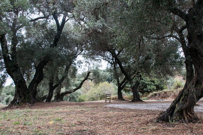 Trees on field in forest