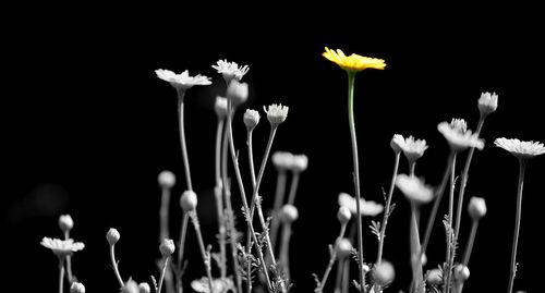 Close-up of flowers against black background