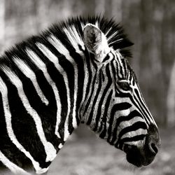 Close-up of zebra