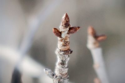 Close-up of frost on plant