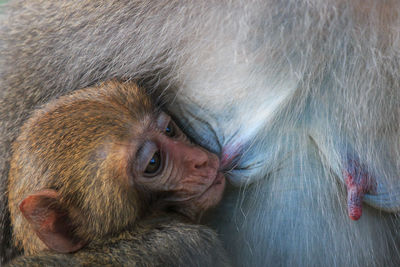 Close-up of cropped monkey feeding infant