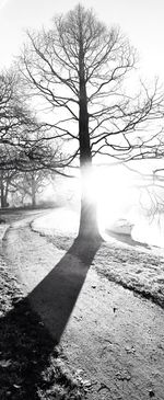 Sun shining through bare trees