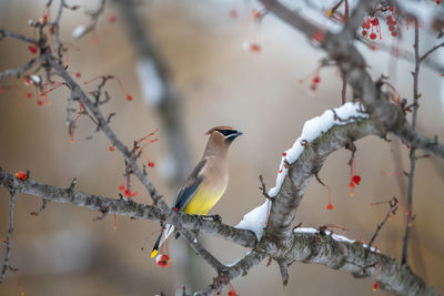 Low angle view of birds perching on tree