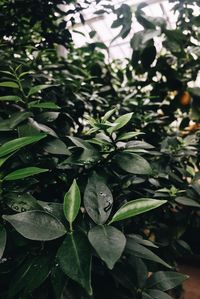 Close-up of plant leaves