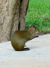 View of an animal in zoo