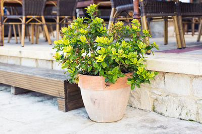 Close-up of potted plant on table