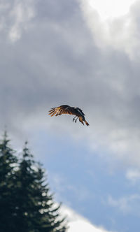 Low angle view of bird flying against sky