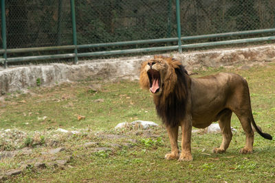 Lioness running on field