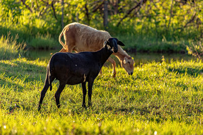 Horse standing on field