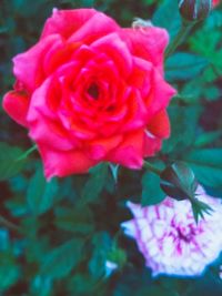 Close-up of pink rose