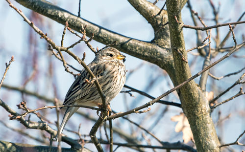Low angle view of bird perching on tree